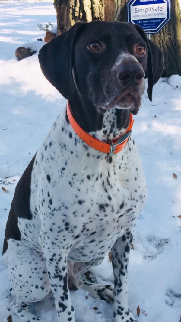 /Images/uploads/Southeast German Shorthaired Pointer Rescue/segspcalendarcontest2018/entries/8711thumb.jpg